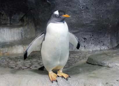 ジェンツーペンギン